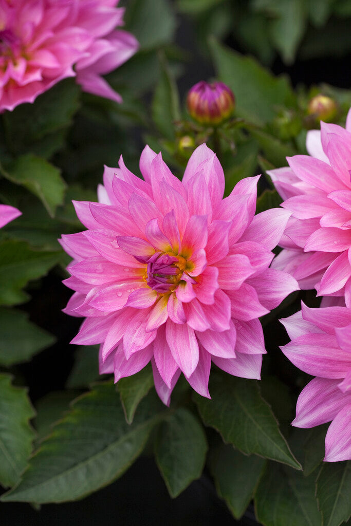 Dahlia Gallerie Renoir 1-pakning